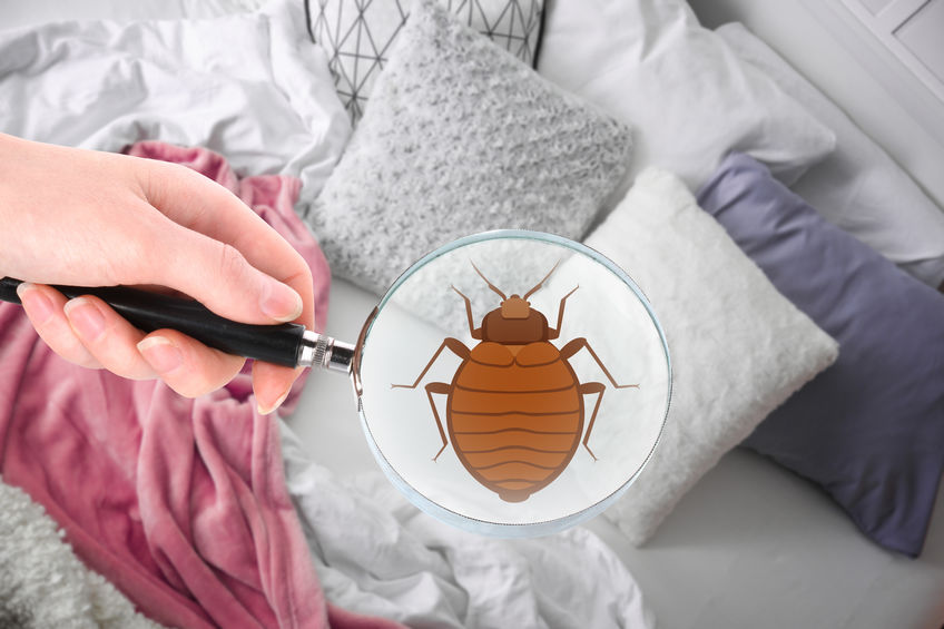 bed bug detector